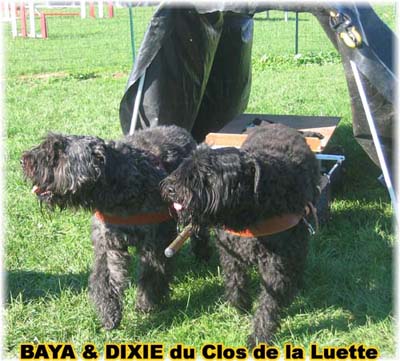 bouvier des flandres et attelage canin - Elevage du Clos de la Luette  -  Copyright depose